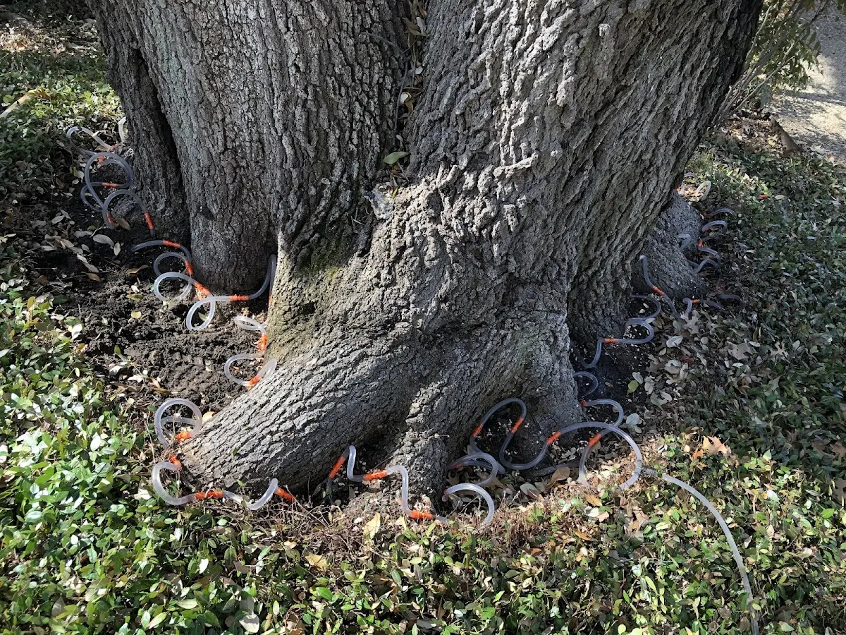 Detailed Tree Cabling and Bracing job site in Kaaawa